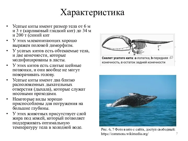 Характеристика Усатые киты имеют размер тела от 6 м и 3