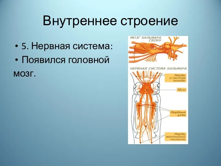 Внутреннее строение 5. Нервная система: Появился головной мозг.