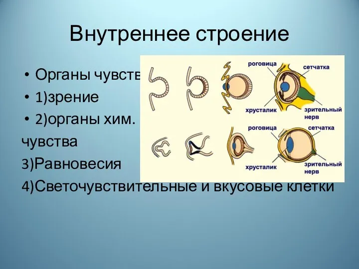 Внутреннее строение Органы чувств. 1)зрение 2)органы хим. чувства 3)Равновесия 4)Светочувствительные и вкусовые клетки