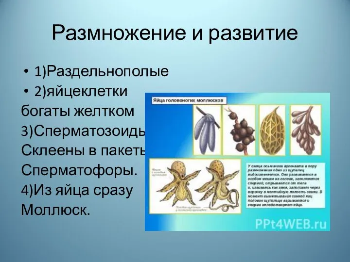 Размножение и развитие 1)Раздельнополые 2)яйцеклетки богаты желтком 3)Сперматозоиды Склеены в пакеты- Сперматофоры. 4)Из яйца сразу Моллюск.