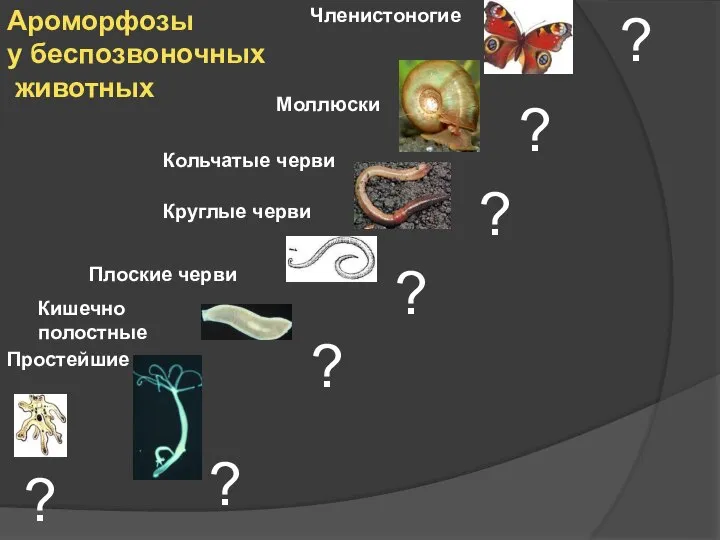 Ароморфозы у беспозвоночных животных Простейшие Кишечно полостные Плоские черви Круглые черви