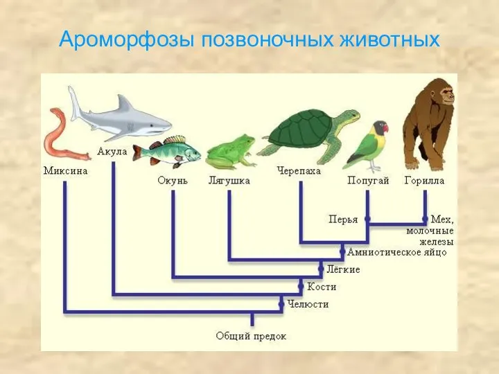 Ароморфозы позвоночных животных