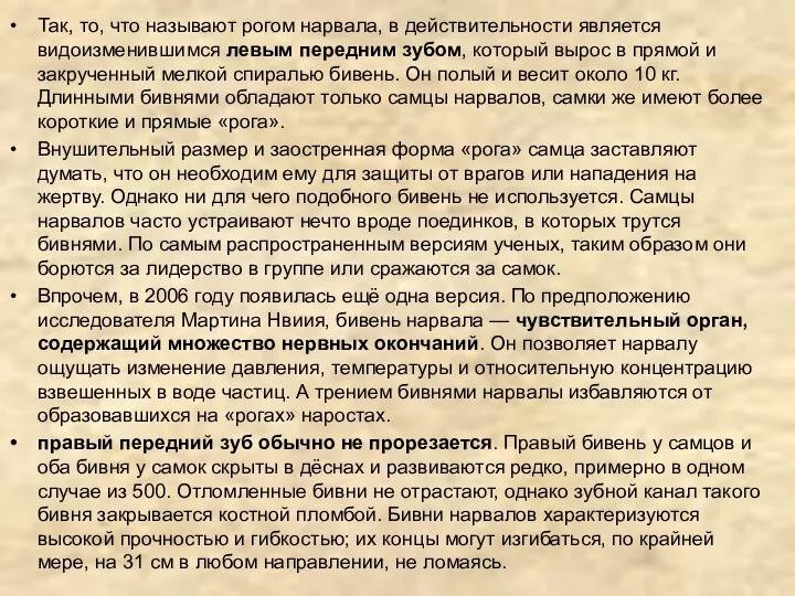 Так, то, что называют рогом нарвала, в действительности является видоизменившимся левым