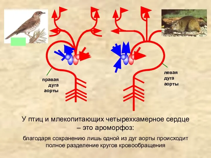 благодаря сохранению лишь одной из дуг аорты происходит полное разделение кругов