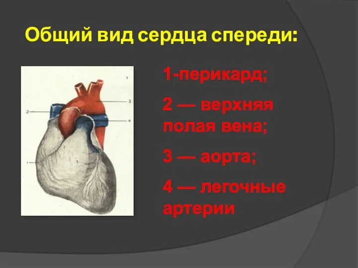 Общий вид сердца спереди: 1-перикард; 2 — верхняя полая вена; 3