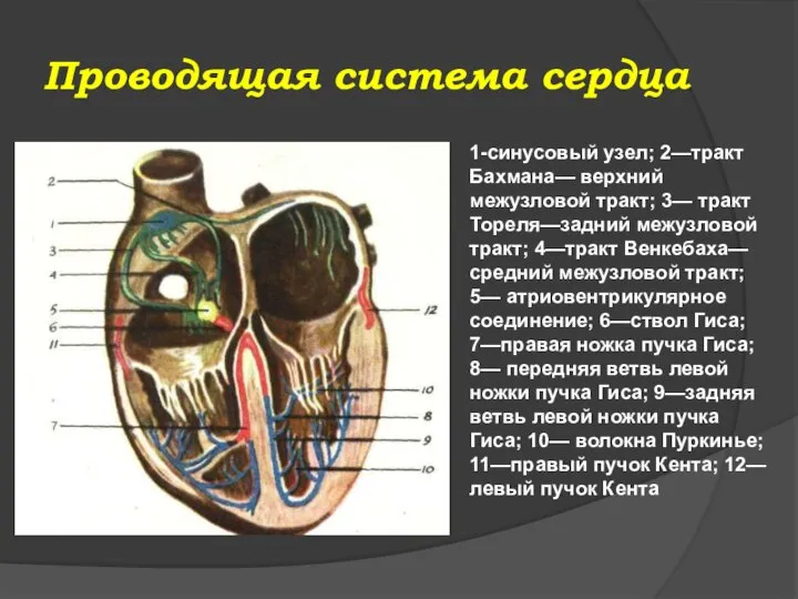 Проводящая система сердца 1-синусовый узел; 2—тракт Бахмана— верхний межузловой тракт; 3—