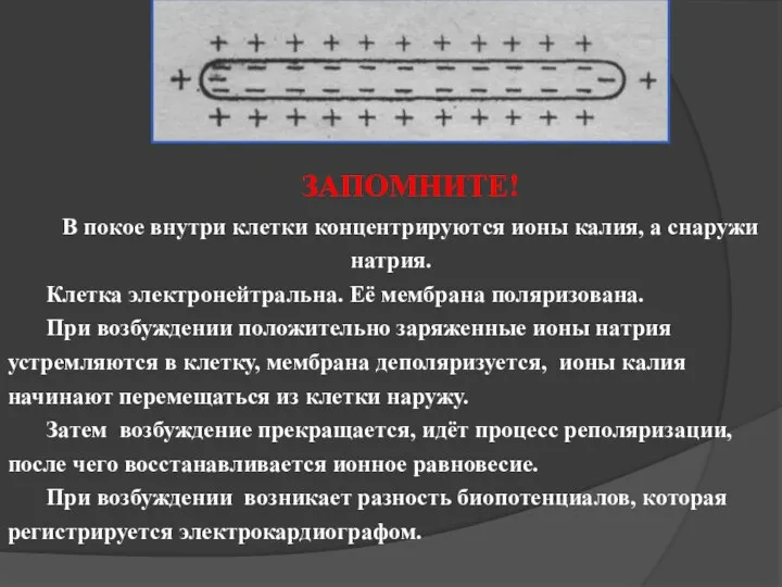 ЗАПОМНИТЕ! В покое внутри клетки концентрируются ионы калия, а снаружи натрия.