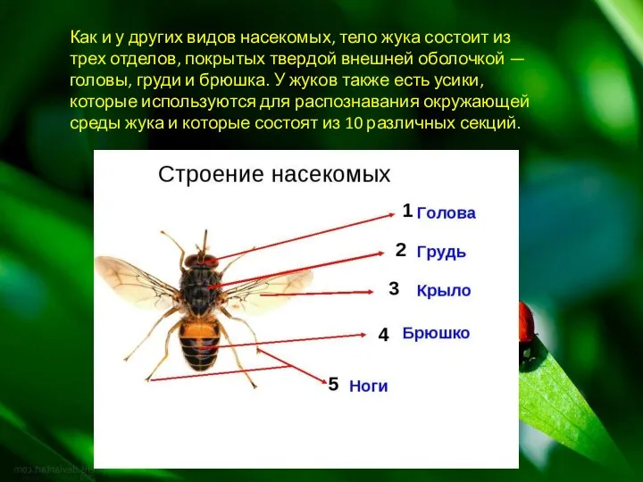 Как и у других видов насекомых, тело жука состоит из трех