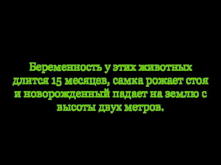 Интересные факты из жизни. Беременность у этих животных длится 15 месяцев,