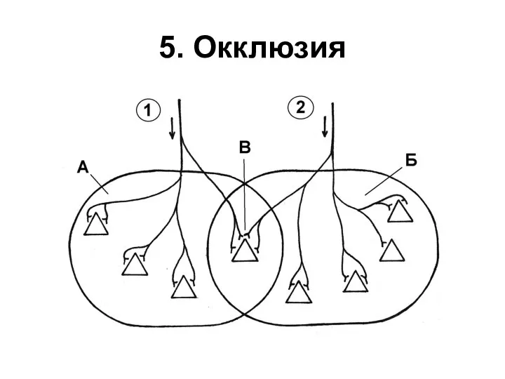 5. Окклюзия