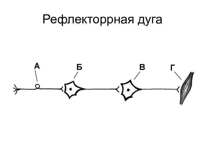 Рефлекторрная дуга