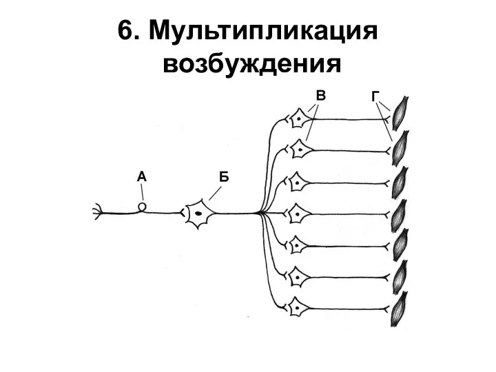 6. Мультипликация возбуждения