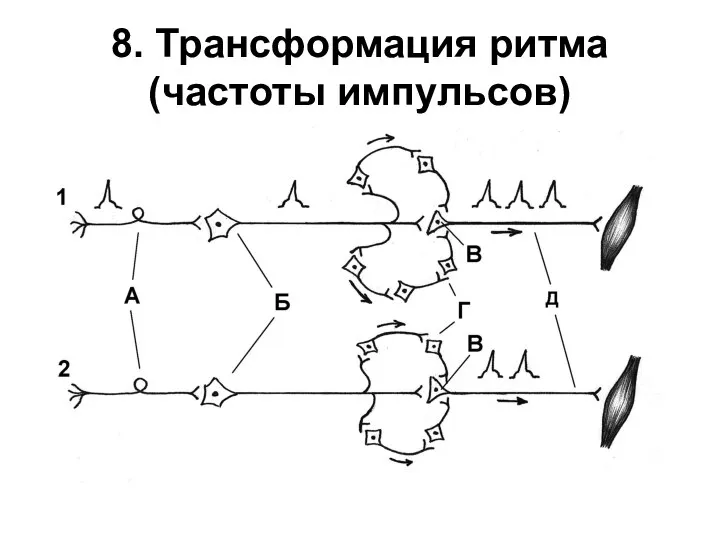 8. Трансформация ритма (частоты импульсов)