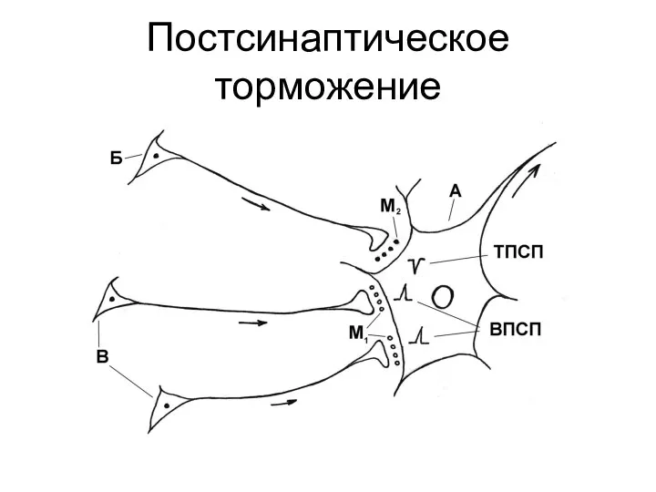 Постсинаптическое торможение