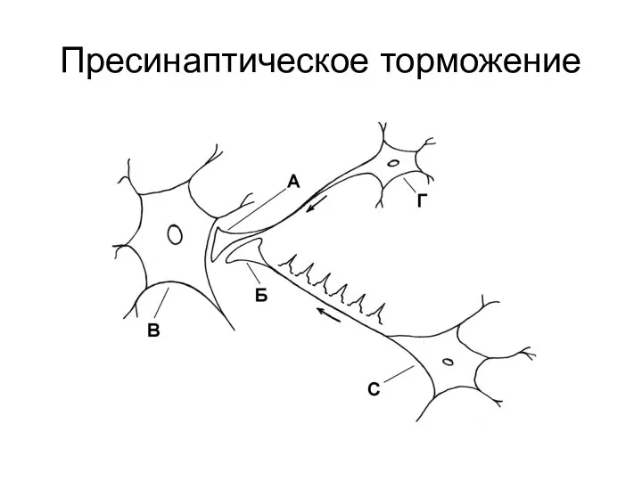 Пресинаптическое торможение