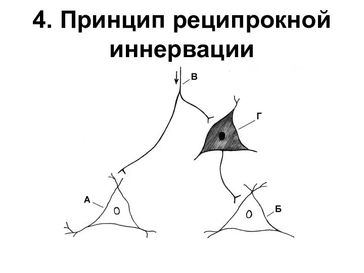 4. Принцип реципрокной иннервации