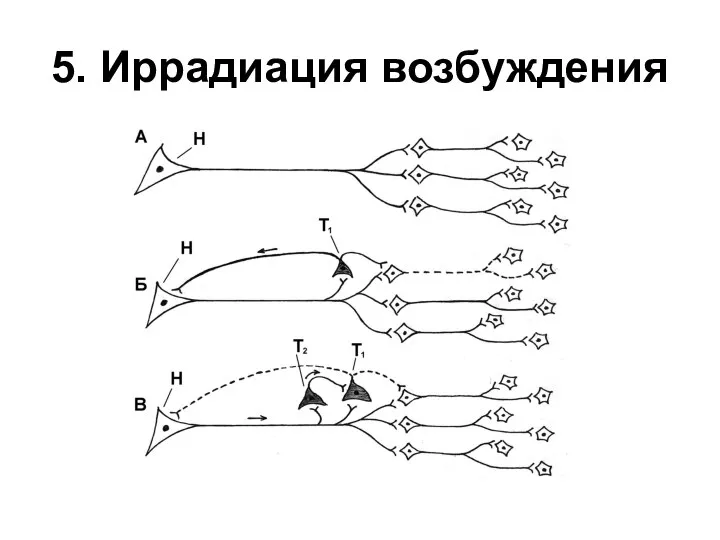 5. Иррадиация возбуждения