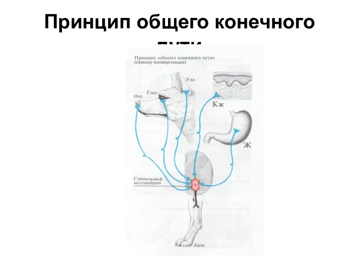 Принцип общего конечного пути