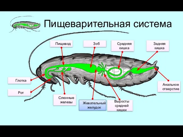 Пищеварительная система