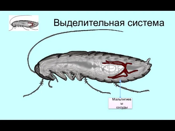 Выделительная система