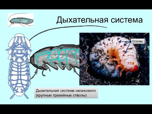 Дыхательная система Дыхательная система насекомого (крупные трахейные стволы)