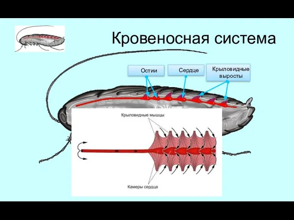 Кровеносная система