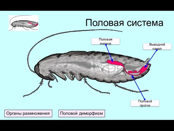 Половая система Органы размножения Половой диморфизм