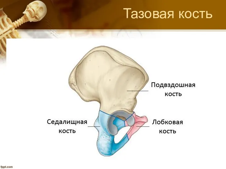 Тазовая кость