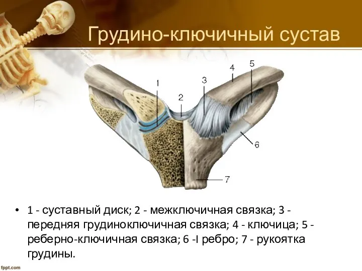 Грудино-ключичный сустав 1 - суставный диск; 2 - межключичная связка; 3