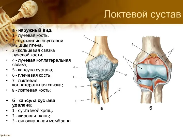 Локтевой сустав а - наружный вид: 1 - лучевая кость; 2