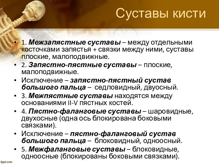 Суставы кисти 1. Межзапястные суставы – между отдельными косточками запястья +