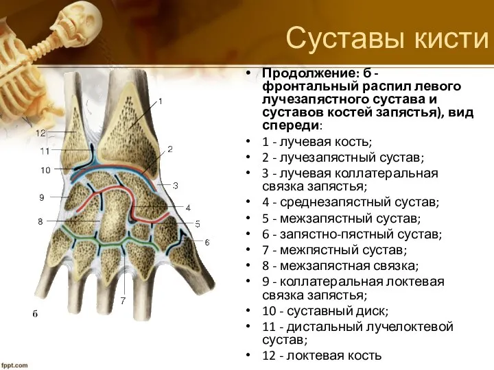 Суставы кисти Продолжение: б - фронтальный распил левого лучезапястного сустава и