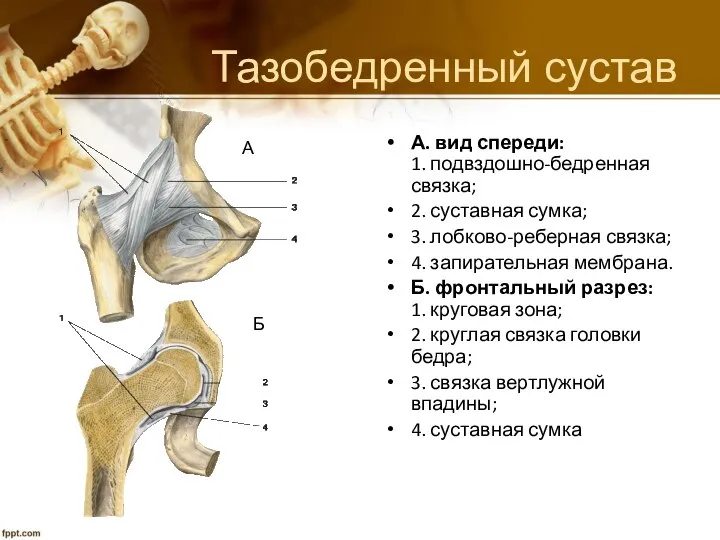 Тазобедренный сустав А. вид спереди: 1. подвздошно-бедренная связка; 2. суставная сумка;