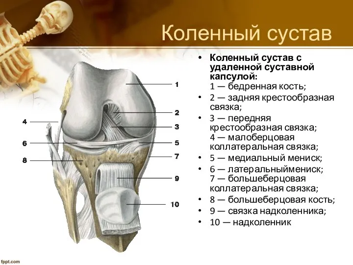 Коленный сустав Коленный сустав с удаленной суставной капсулой: 1 — бедренная