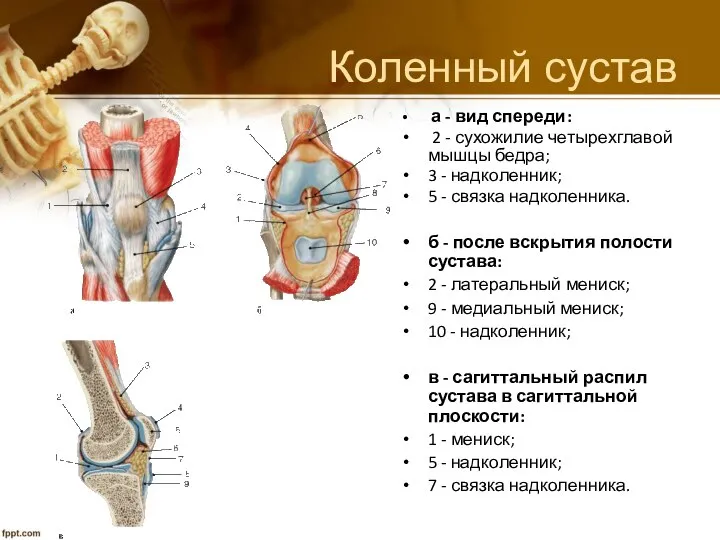 Коленный сустав а - вид спереди: 2 - сухожилие четырехглавой мышцы