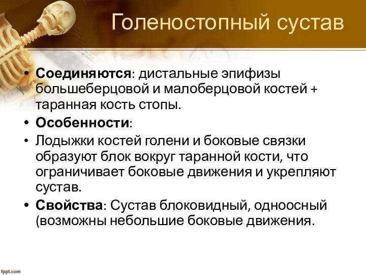 Голеностопный сустав Соединяются: дистальные эпифизы большеберцовой и малоберцовой костей + таранная