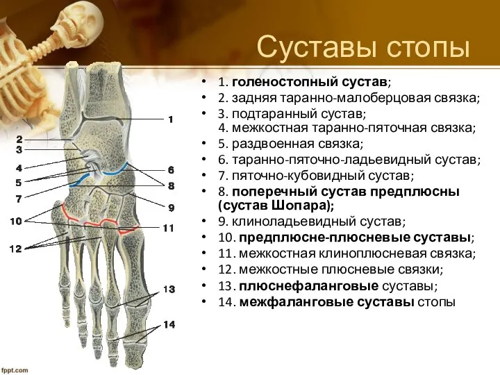 Суставы стопы 1. голеностопный сустав; 2. задняя таранно-малоберцовая связка; 3. подтаранный
