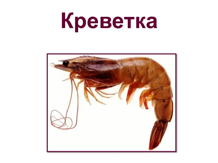 Креветка