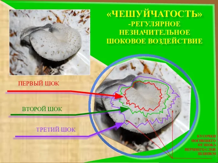 «ЧЕШУЙЧАТОСТЬ» -РЕГУЛЯРНОЕ НЕЗНАЧИТЕЛЬНОЕ ШОКОВОЕ ВОЗДЕЙСТВИЕ ПЕРВЫЙ ШОК ВТОРОЙ ШОК ТРЕТИЙ ШОК