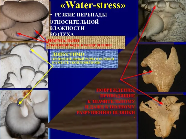 «Water-stress» - РЕЗКИЕ ПЕРЕПАДЫ ОТНОСИТЕЛЬНОЙ ВЛАЖНОСТИ ВОЗДУХА ПОВРЕЖДЕНИЯ, ПРИВОДЯЩИЕ К ЗНАЧИТЕЛЬНОМУ