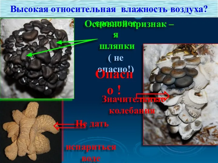 сросшиеся шляпки ( не опасно!) Высокая относительная влажность воздуха? Основной признак