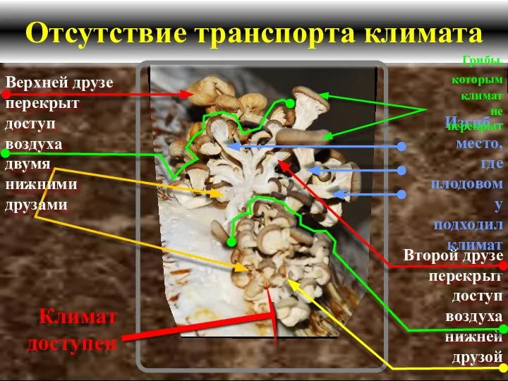 Отсутствие транспорта климата Верхней друзе перекрыт доступ воздуха двумя нижними друзами