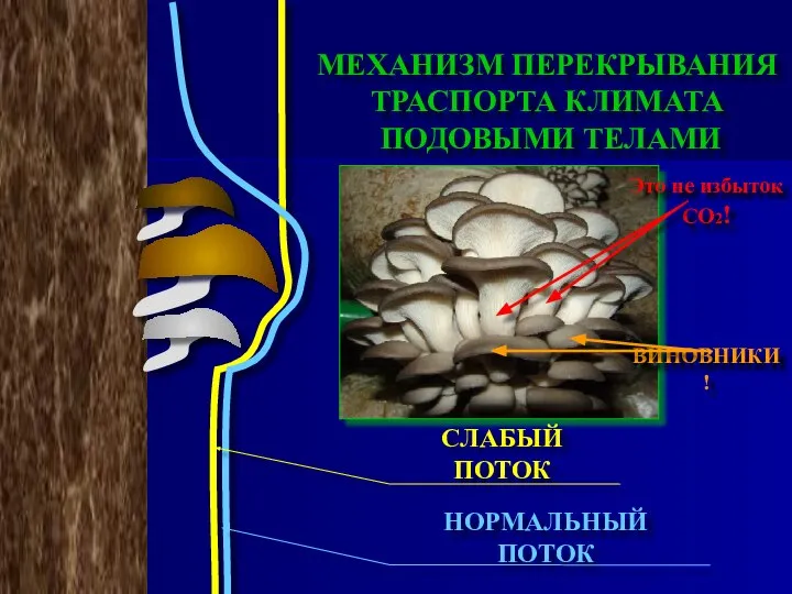 СЛАБЫЙ ПОТОК НОРМАЛЬНЫЙ ПОТОК МЕХАНИЗМ ПЕРЕКРЫВАНИЯ ТРАСПОРТА КЛИМАТА ПОДОВЫМИ ТЕЛАМИ Это не избыток СО2! ВИНОВНИКИ !