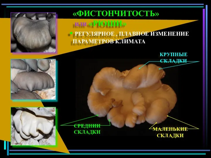 «ФИСТОНЧИТОСТЬ» ИЛИ «РЮШИ» РЕГУЛЯРНОЕ , ПЛАВНОЕ ИЗМЕНЕНИЕ ПАРАМЕТРОВ КЛИМАТА КРУПНЫЕ СКЛАДКИ МАЛЕНЬКИЕ СКЛАДКИ СРЕДНИИ СКЛАДКИ