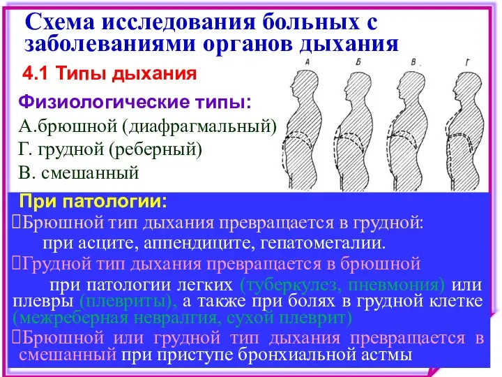 Схема исследования больных с заболеваниями органов дыхания Физиологические типы: А.брюшной (диафрагмальный)