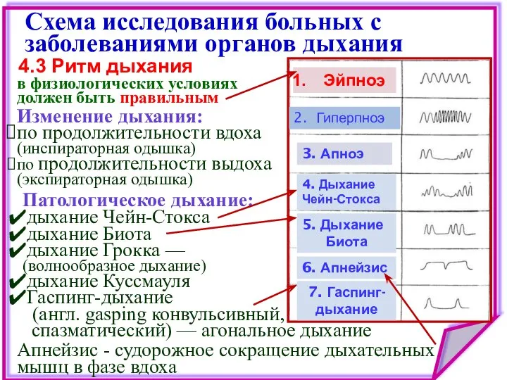 Схема исследования больных с заболеваниями органов дыхания 4.3 Ритм дыхания Патологическое