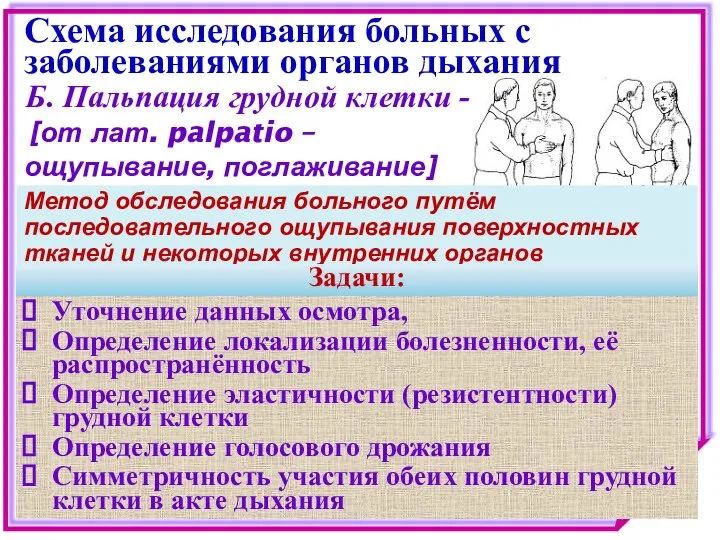 Схема исследования больных с заболеваниями органов дыхания Б. Пальпация грудной клетки