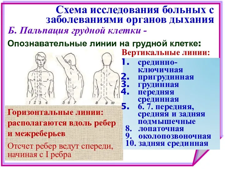 Схема исследования больных с заболеваниями органов дыхания Б. Пальпация грудной клетки