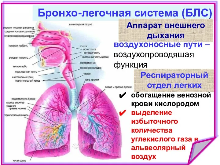 обогащение венозной крови кислородом выделение избыточного количества углекислого газа в альвеолярный