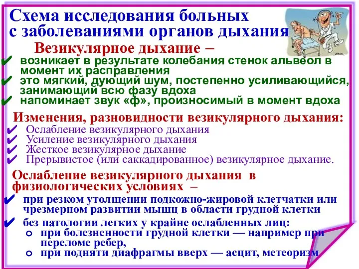 Схема исследования больных с заболеваниями органов дыхания Везикулярное дыхание – возникает